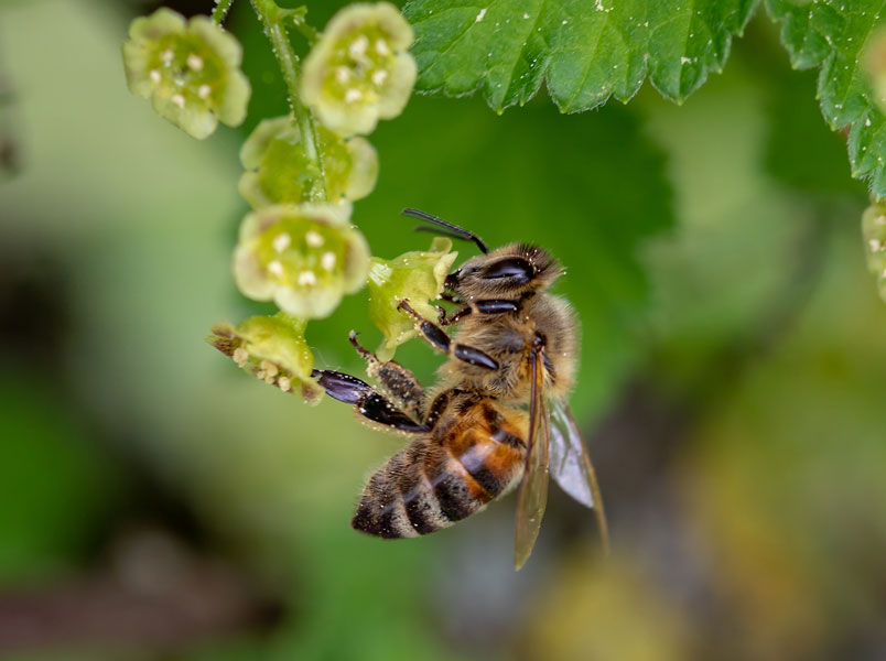 Eine Biene an einer Johannisbeerblüte.